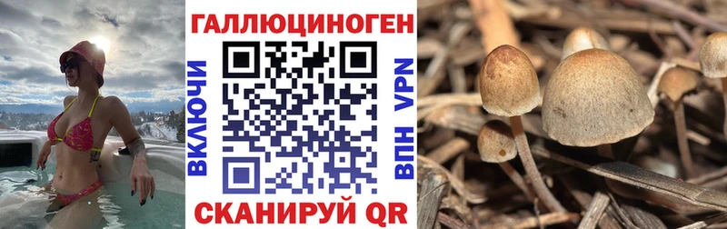 Купить закладки Ивантеевка Псилоцибиновые грибы Psilocybe